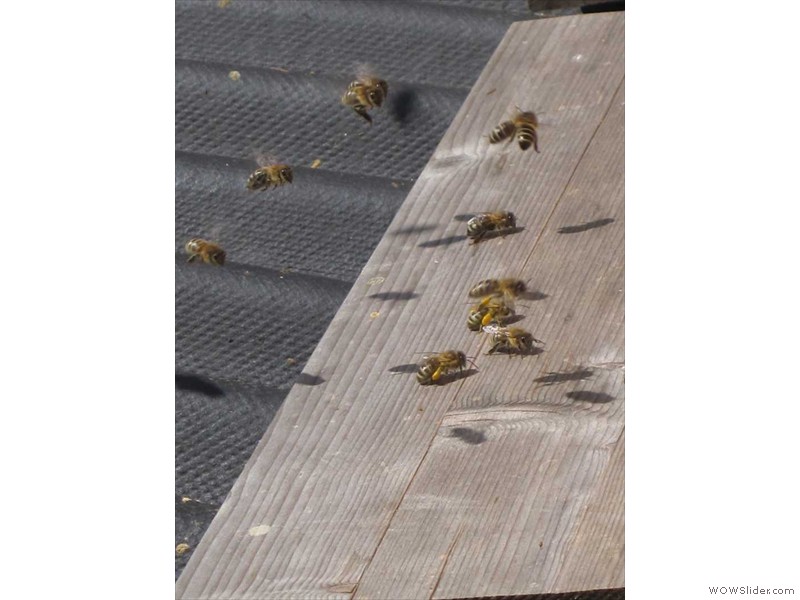 Bienen beim Pollen sammeln im Frühjahr