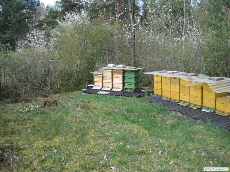 Bienenstand Baar im Frühjahr