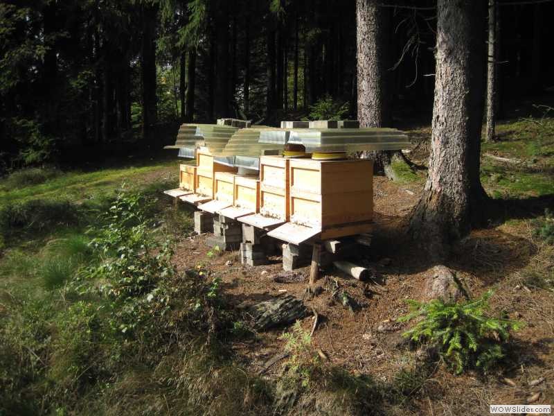 Bienenstand Schwarzwald im Herbst